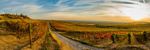 Foto als Fototasse - Goldenes Rheinhessen -11_3- oder mit Eigenem Foto