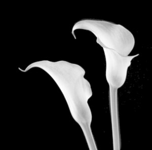Wunschbild als Teppich - Calla Lilien oder mit Eigenem Foto