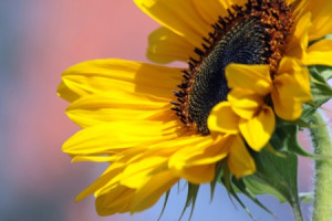 Foto Teppich - Sonnenblume oder mit Eigenem Foto