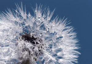 Wunschmotiv auf Teppich - Pusteblume oder mit Eigenem Foto