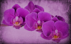 Motiv als Teppich - Orchidee oder mit Eigenem Foto
