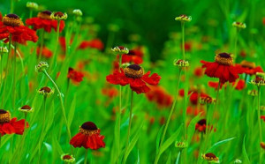 Wunschbild als Teppich - Blumenwiese oder mit Eigenem Foto