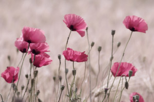 Bild Teppich - Rosa Mohn oder mit Eigenem Foto