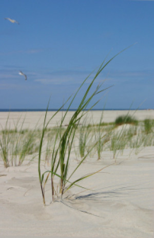 Motiv auf Teppich - Amrum oder mit Eigenem Foto