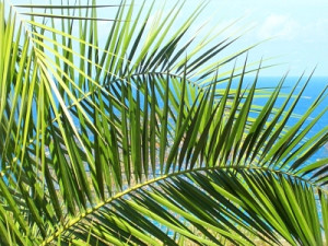 Motiv als Teppich - Palmenmeer oder mit Eigenem Foto
