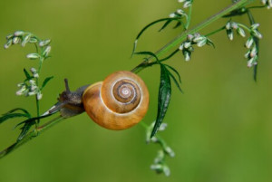 Wunschmotiv auf Teppich - Schnecke oder mit Eigenem Foto