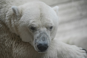 Bilder Teppich - Eisbär oder mit Eigenem Foto