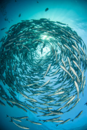 Bild auf Teppich - Fischschwarm oder mit Eigenem Foto