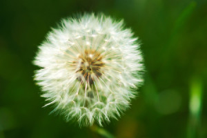 Wunschmotiv auf Teppich - Pusteblume oder mit Eigenem Foto