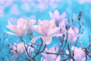 Bild Teppich - Magnolienblüte oder mit Eigenem Foto