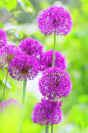 Bild auf Teppich - Allium oder mit Eigenem Foto