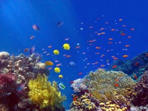 Foto Teppich - Coralreef oder mit Eigenem Foto