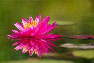 Fotos Teppich - Nymphaea Hybride oder mit Eigenem Foto