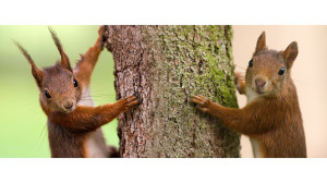 Teppich - Eichhörnchen oder mit Eigenem Foto