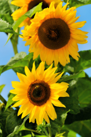 Foto auf Teppich - Sonnenblumenpaar oder mit Eigenem Foto
