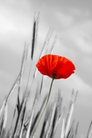 Fotos Teppich - Mohnblume oder mit Eigenem Foto