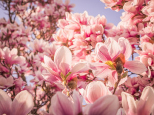 Foto auf Teppich - Magnolien Blüten 6 oder mit Eigenem Foto