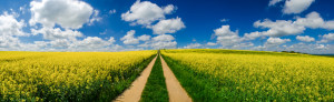 Bild auf Teppich - Rapsfeld Im Frühling Panorama oder mit Eigenem F...