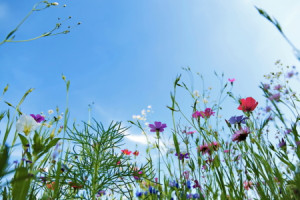 Wunschbild als Teppich - Blumenwiese oder mit Eigenem Foto