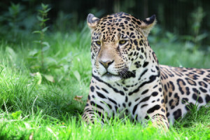 Motiv Teppich - Jaguar oder mit Eigenem Foto