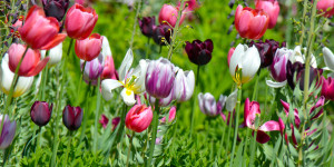 Motiv auf Teppich - Tulpenwiese oder mit Eigenem Foto