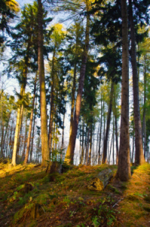 Wunschbild auf Teppich - Hohe Tannen oder mit Eigenem Foto
