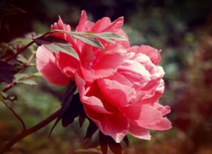 Fotos Teppich - Peony oder mit Eigenem Foto
