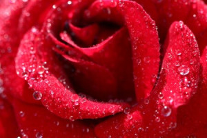 Motiv als Teppich - Rose oder mit Eigenem Foto