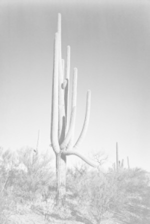 Foto Teppich - Cactus In Saguaro National Monument In Arizona oder ...