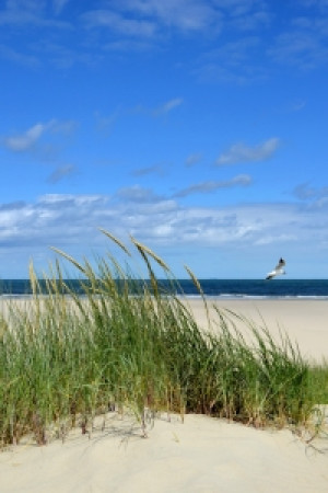 Wunschmotiv auf Teppich - Dünenimpressionen oder mit Eigenem Foto