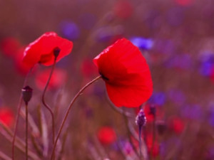 Wunschmotiv auf Teppich - Mohnblumen oder mit Eigenem Foto