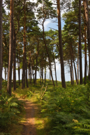 Motiv Teppich - Weg Durch Den Wald oder mit Eigenem Foto