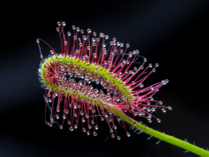 Foto Teppich - Drosera Capesnis oder mit Eigenem Foto