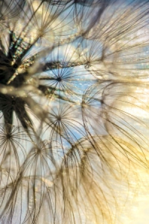 Foto Teppich - Pusteblume Endless Dreaming oder mit Eigenem Foto