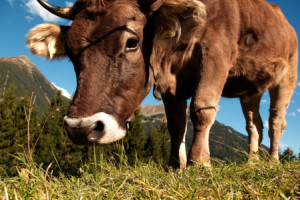 Wunschbild als Teppich - Kuh Auf Der Bergwiese oder mit Eigenem Foto