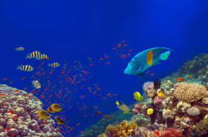 Teppich - The Red Sea oder mit Eigenem Foto