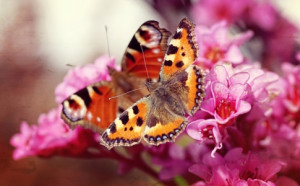 Teppich - Spring Fever oder mit Eigenem Foto