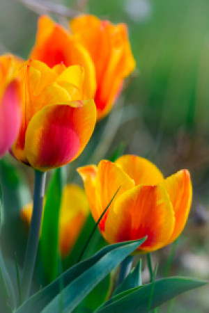 Wunschmotiv auf Teppich - Frühling oder mit Eigenem Foto