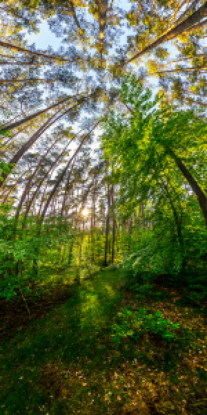 Fotos Teppich - Tief Im Wald oder mit Eigenem Foto