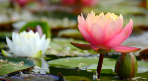 Motiv als Teppich - Am Seerosenteich oder mit Eigenem Foto