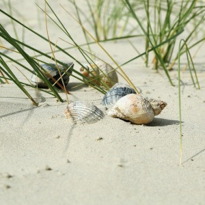 Foto Teppich - Baltrum Muscheln oder mit Eigenem Foto