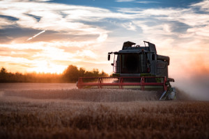 Bild auf Teppich - Erntezeit oder mit Eigenem Foto