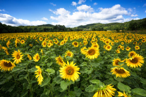 Motiv als Teppich - Die Sommerboten oder mit Eigenem Foto