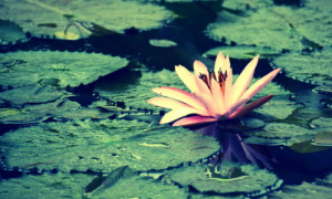Bild auf Teppich - Seerose - Art oder mit Eigenem Foto