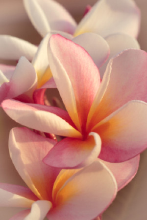 Wunschmotiv auf Teppich - Leelawadee Plumeria 8575 oder mit Eigenem...