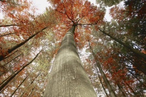 Wunschbild als Teppich - Gigantentreffen oder mit Eigenem Foto