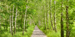 Foto auf Teppich - Birkenweg oder mit Eigenem Foto