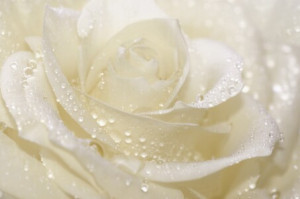 Bilder Teppich - Rose oder mit Eigenem Foto