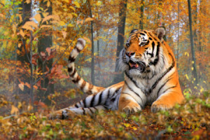 Wunschmotiv Teppich - Herbstkater oder mit Eigenem Foto