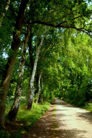 Wunschbild auf Teppich - Weg Mit Birken Im Wittmoor Norderstedt ode...